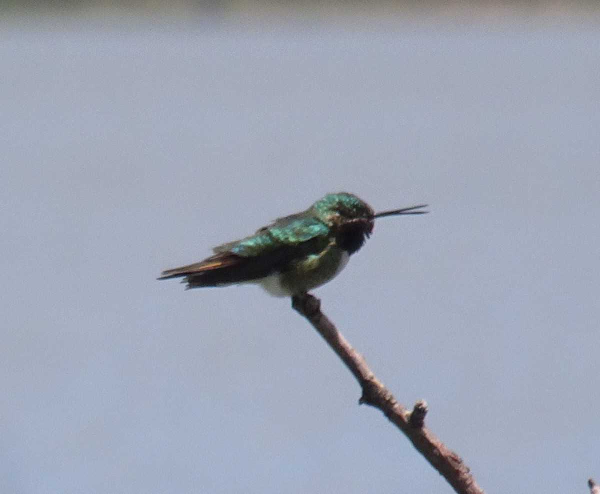 Broad-tailed Hummingbird - ML600972021