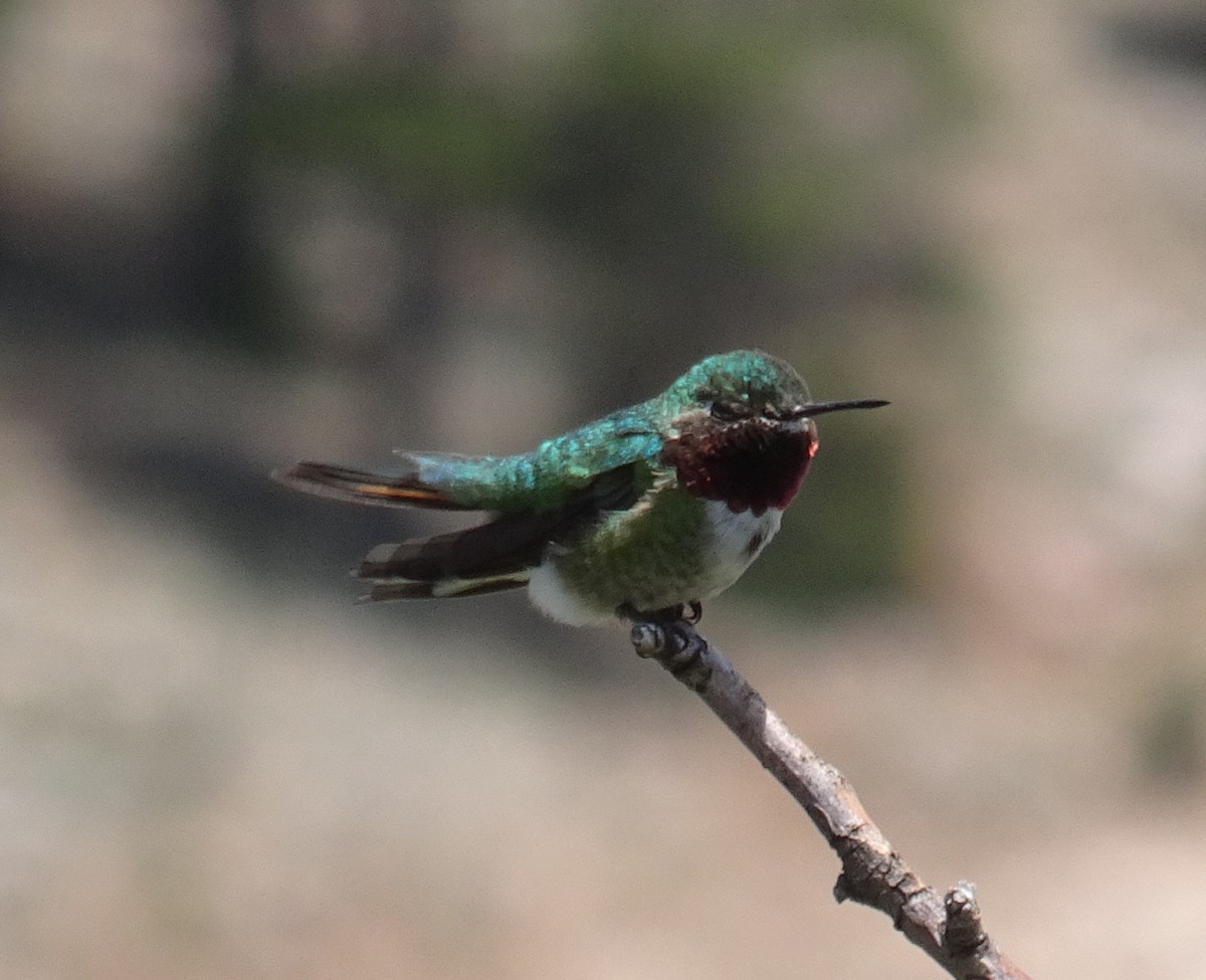 Broad-tailed Hummingbird - ML600972081