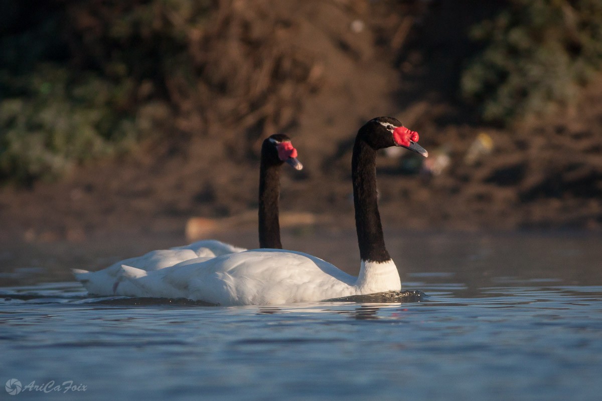 Black-necked Swan - Ariel Cabrera Foix