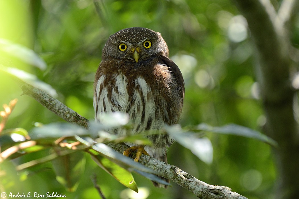 Tamaulipas Pygmy-Owl - Andres Rios
