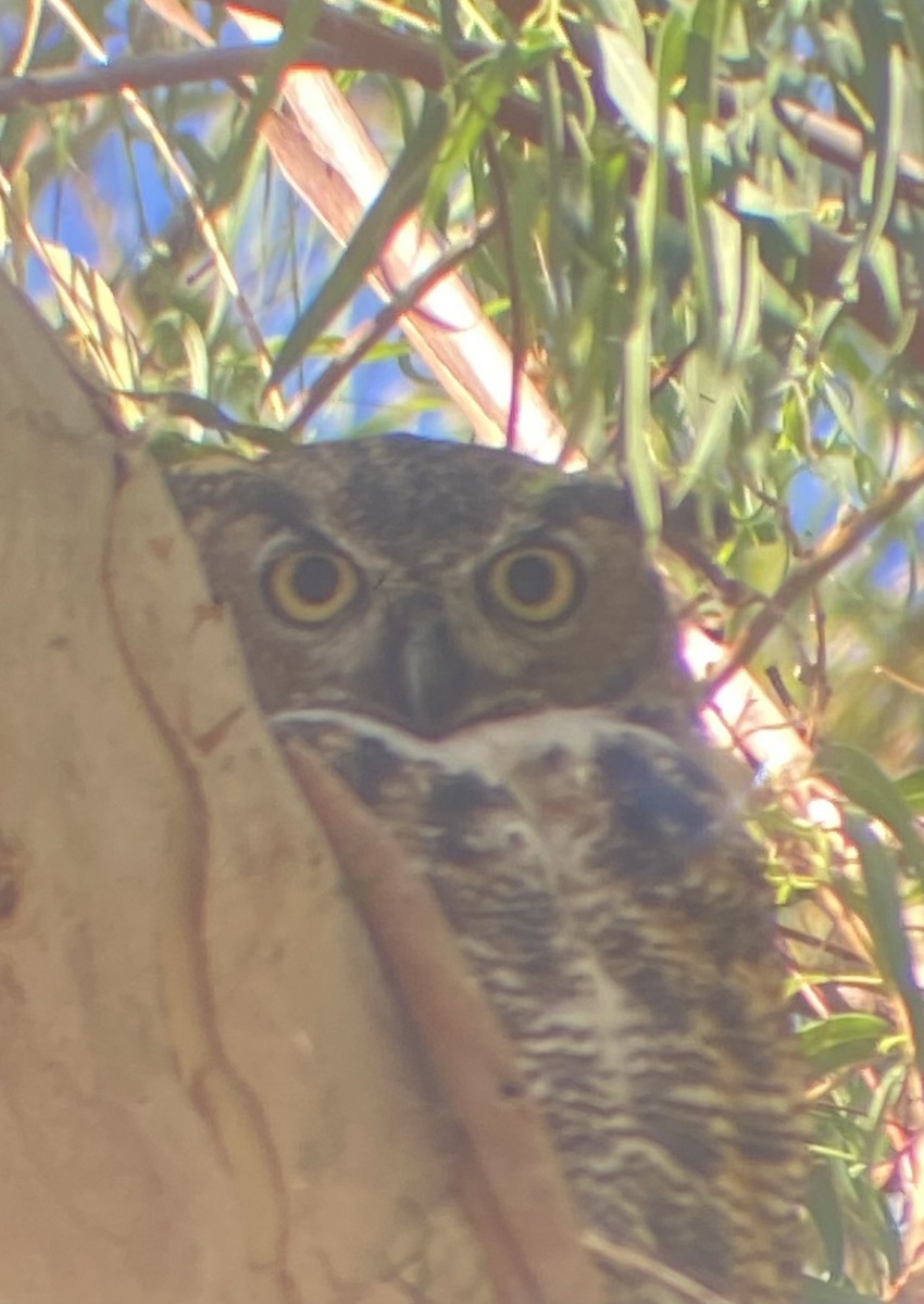 Great Horned Owl - ML600974601