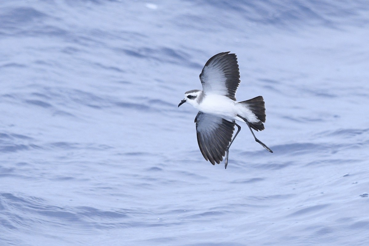 White-faced Storm-Petrel - ML600976831