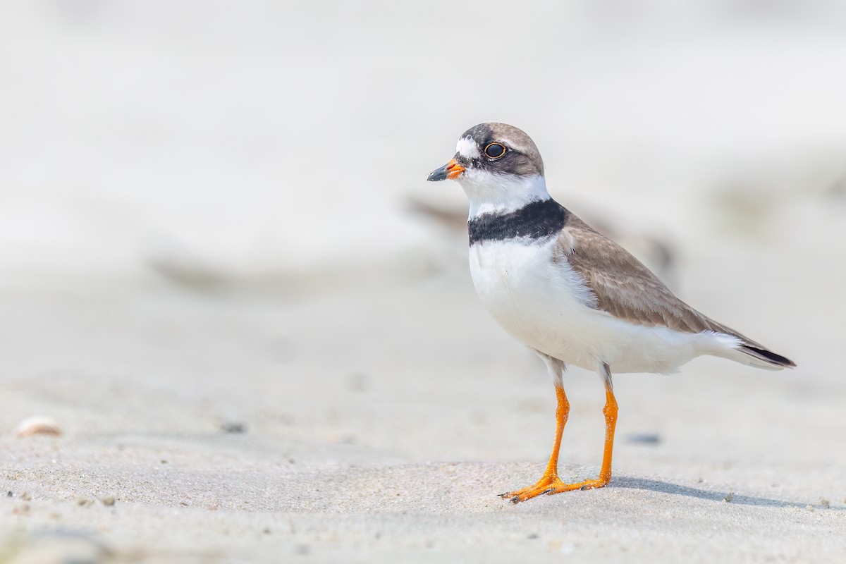 Semipalmated Plover - ML600977361