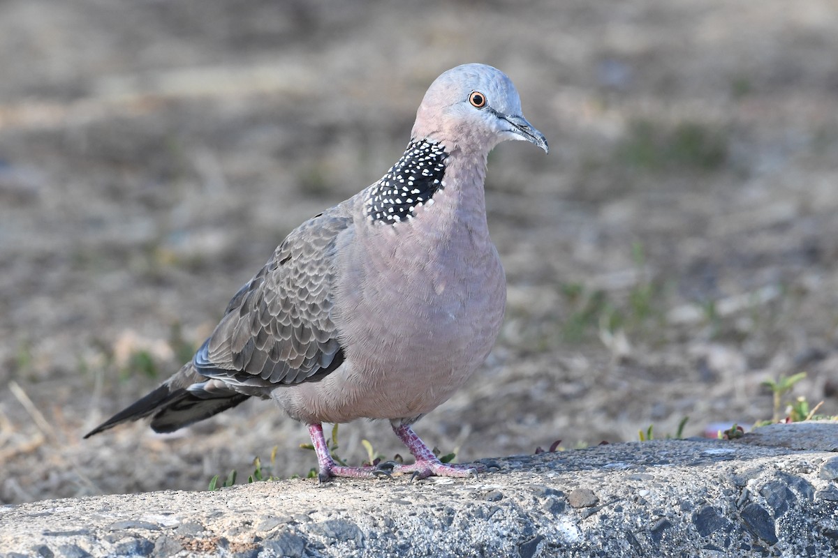 Spotted Dove - ML600978621