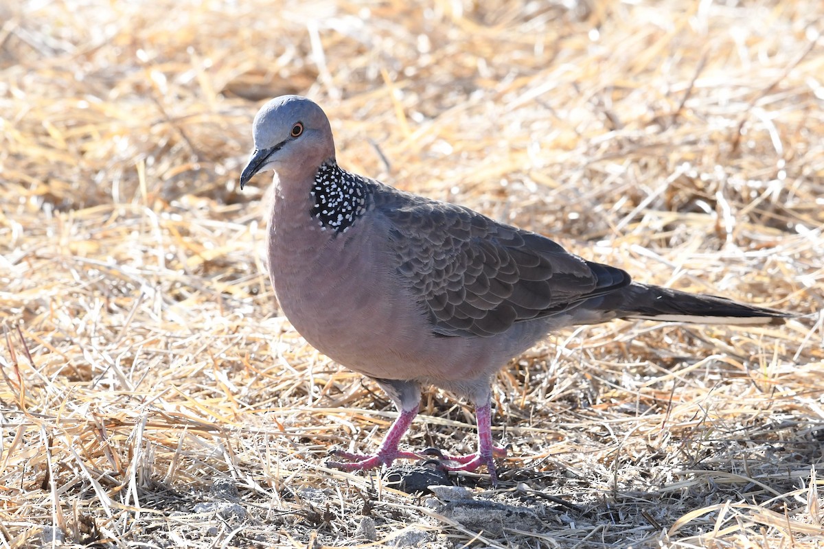 Spotted Dove - ML600978631