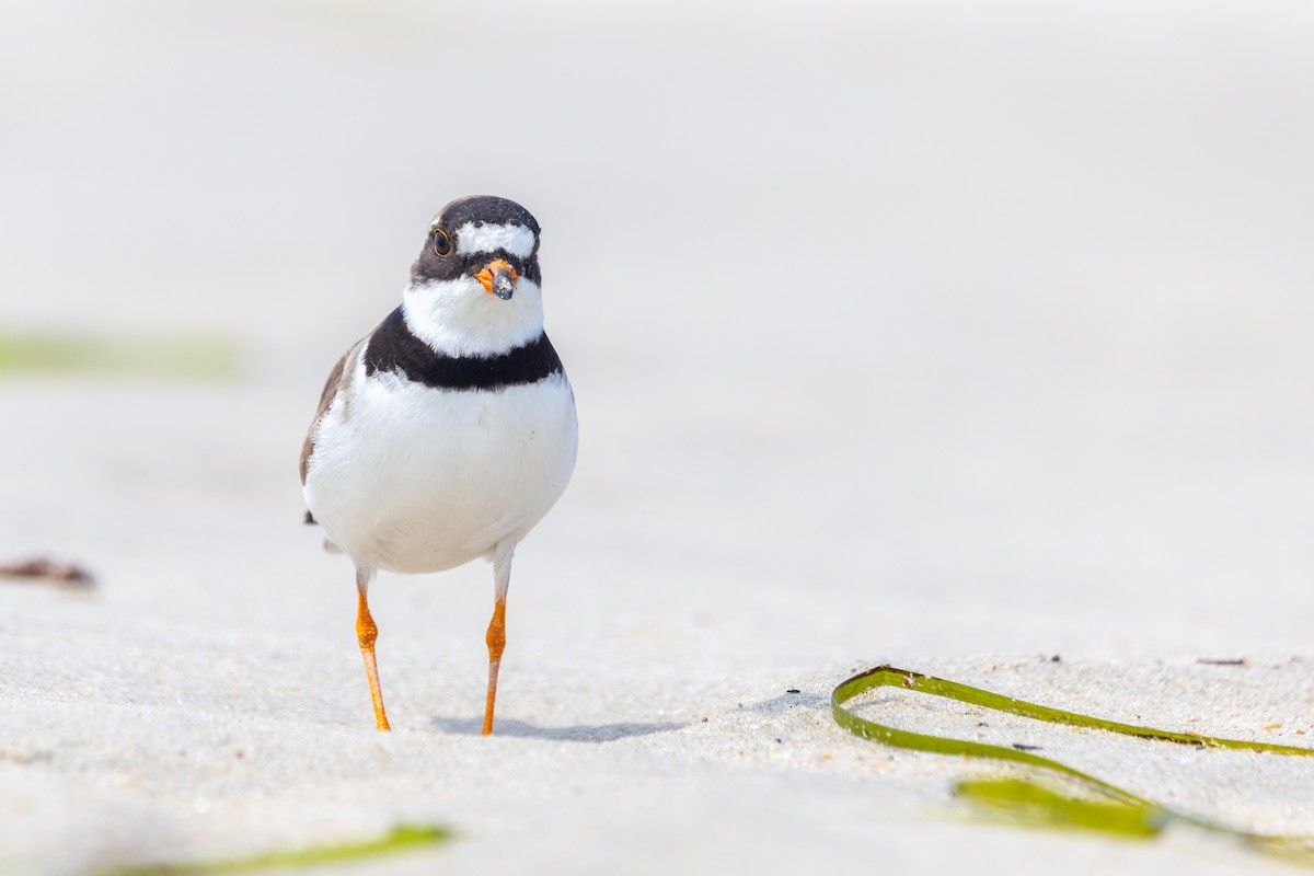 Semipalmated Plover - ML600980981