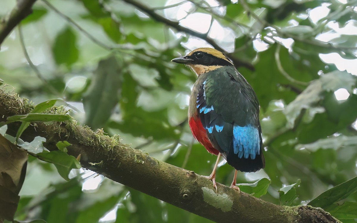 Green-breasted Pitta - ML600981041