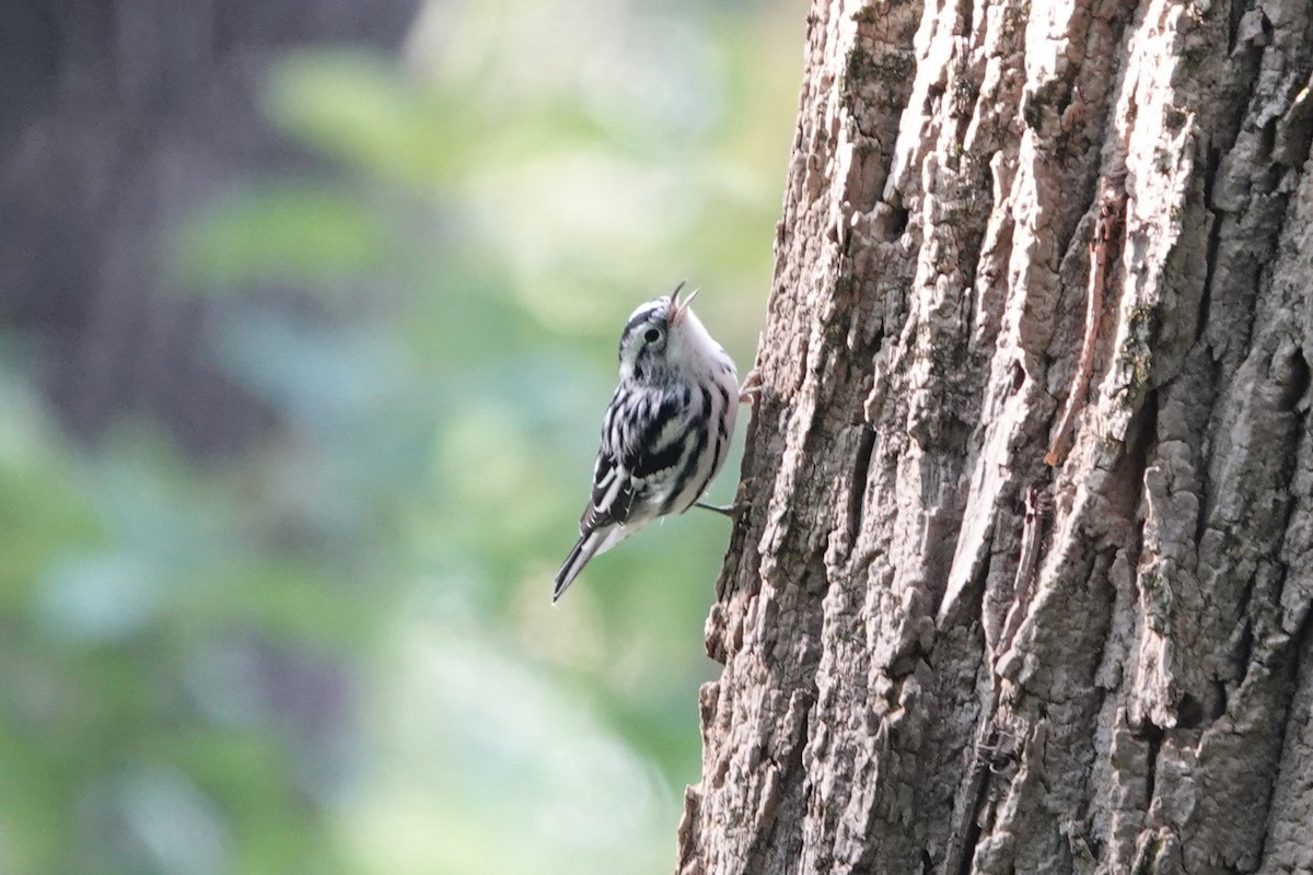 Black-and-white Warbler - ML600981891