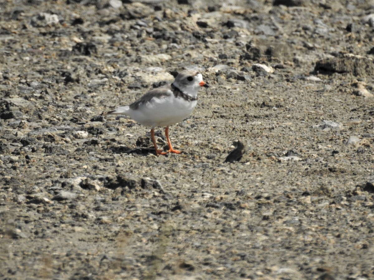 Piping Plover - ML600985571