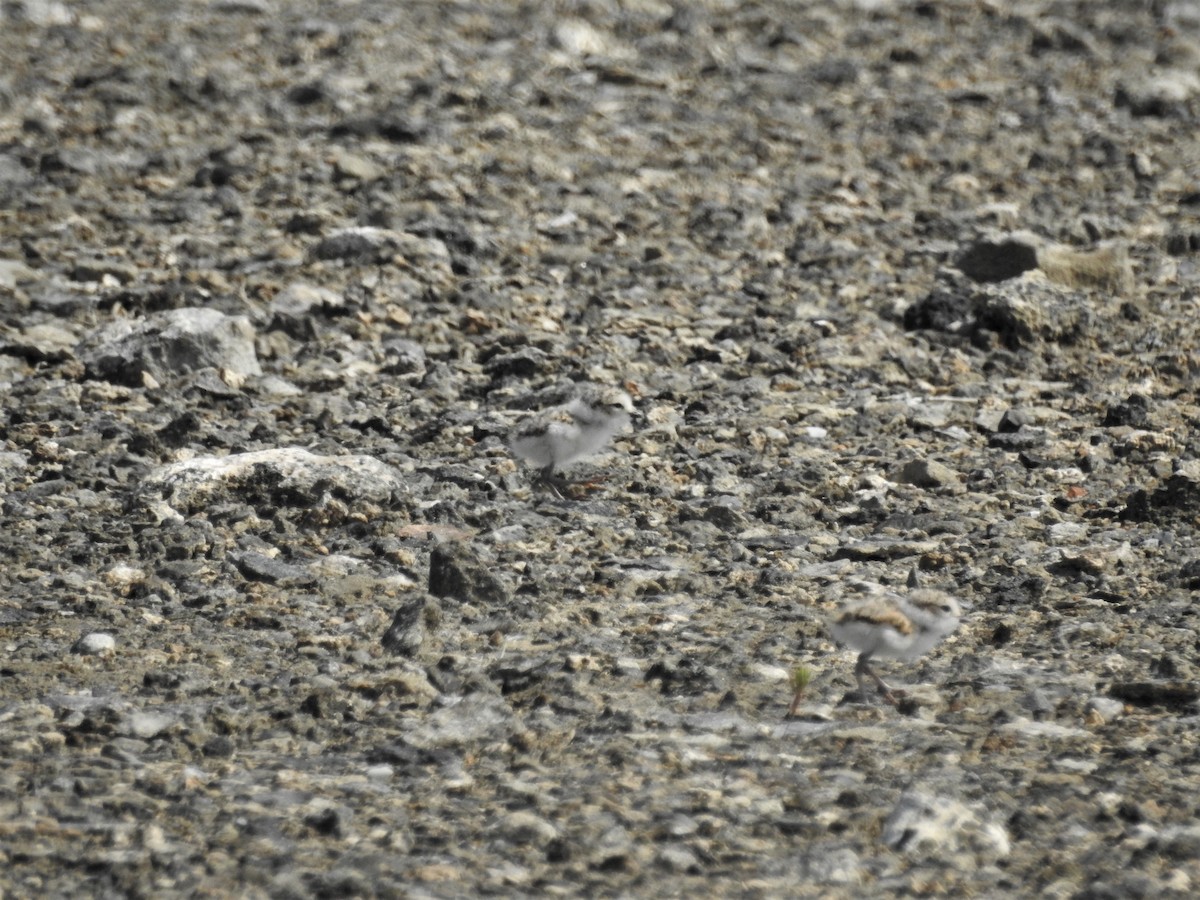 Piping Plover - ML600985581