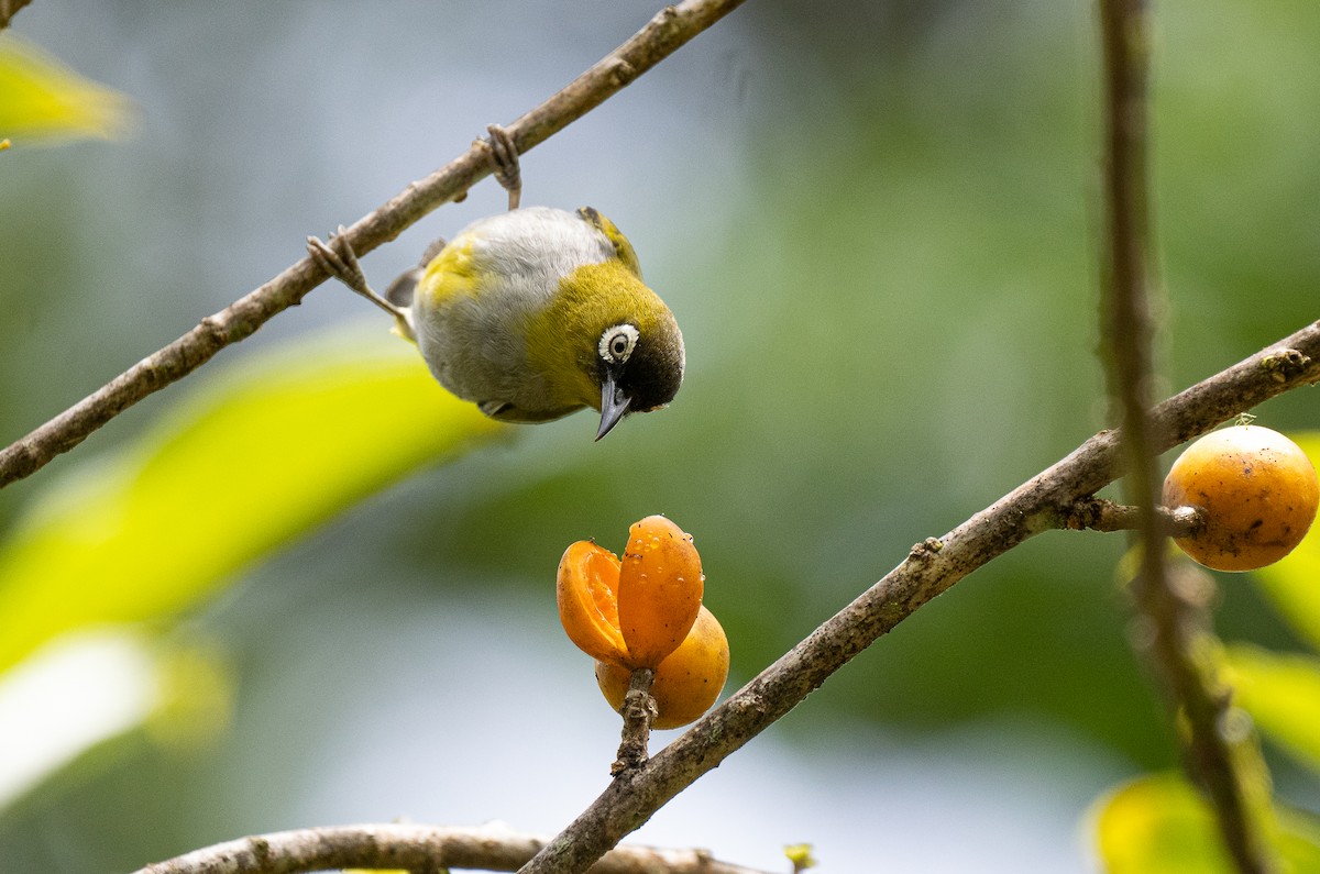 Black-capped White-eye - Forest Botial-Jarvis