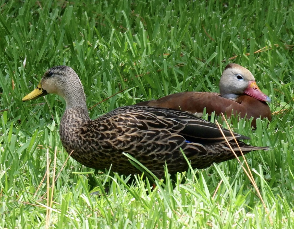 Mottled Duck (Florida) - ML600987631