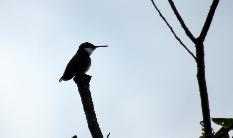 White-throated Hummingbird - ML600989151