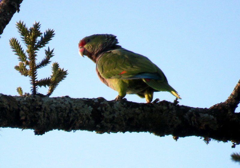 Vinaceous-breasted Parrot - Juan Muñoz de Toro