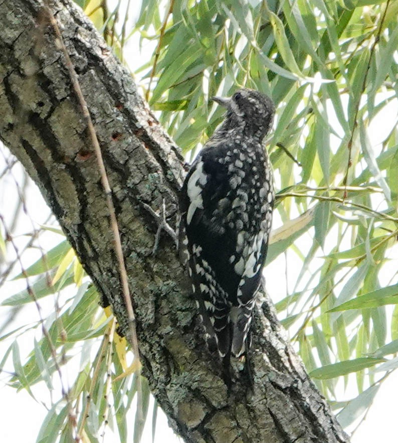 Yellow-bellied Sapsucker - Eileen Rutherford