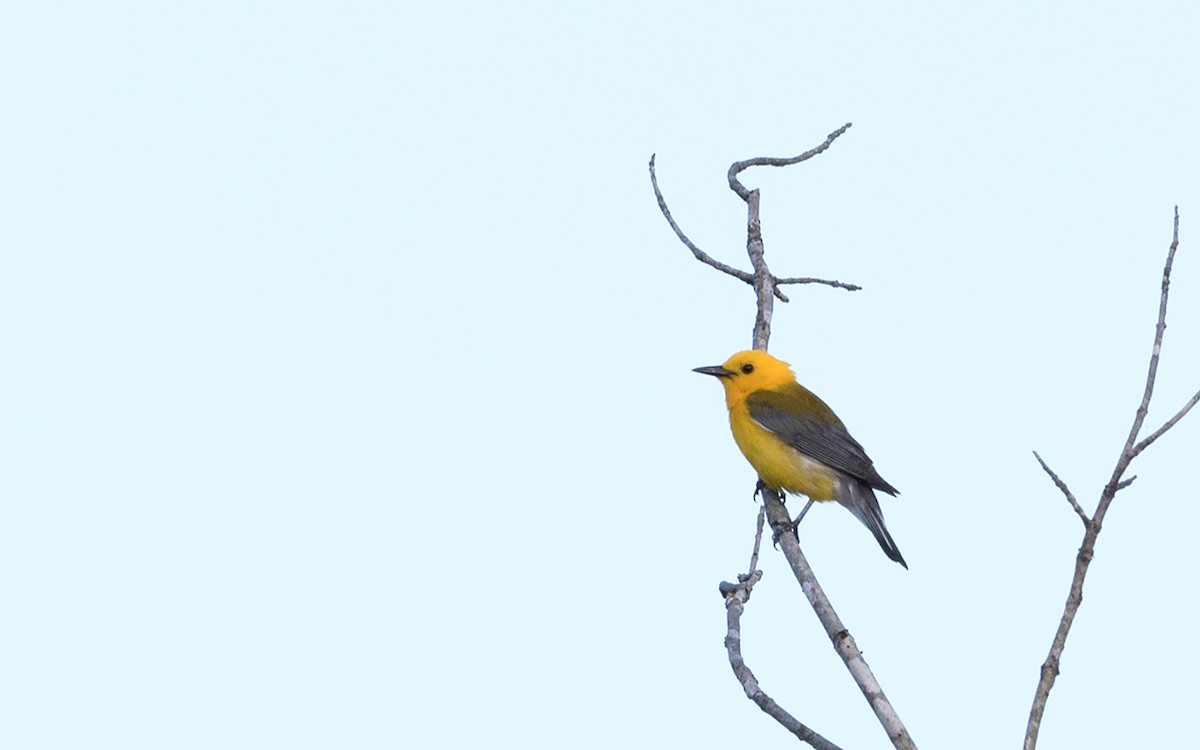Prothonotary Warbler - jerry amerson