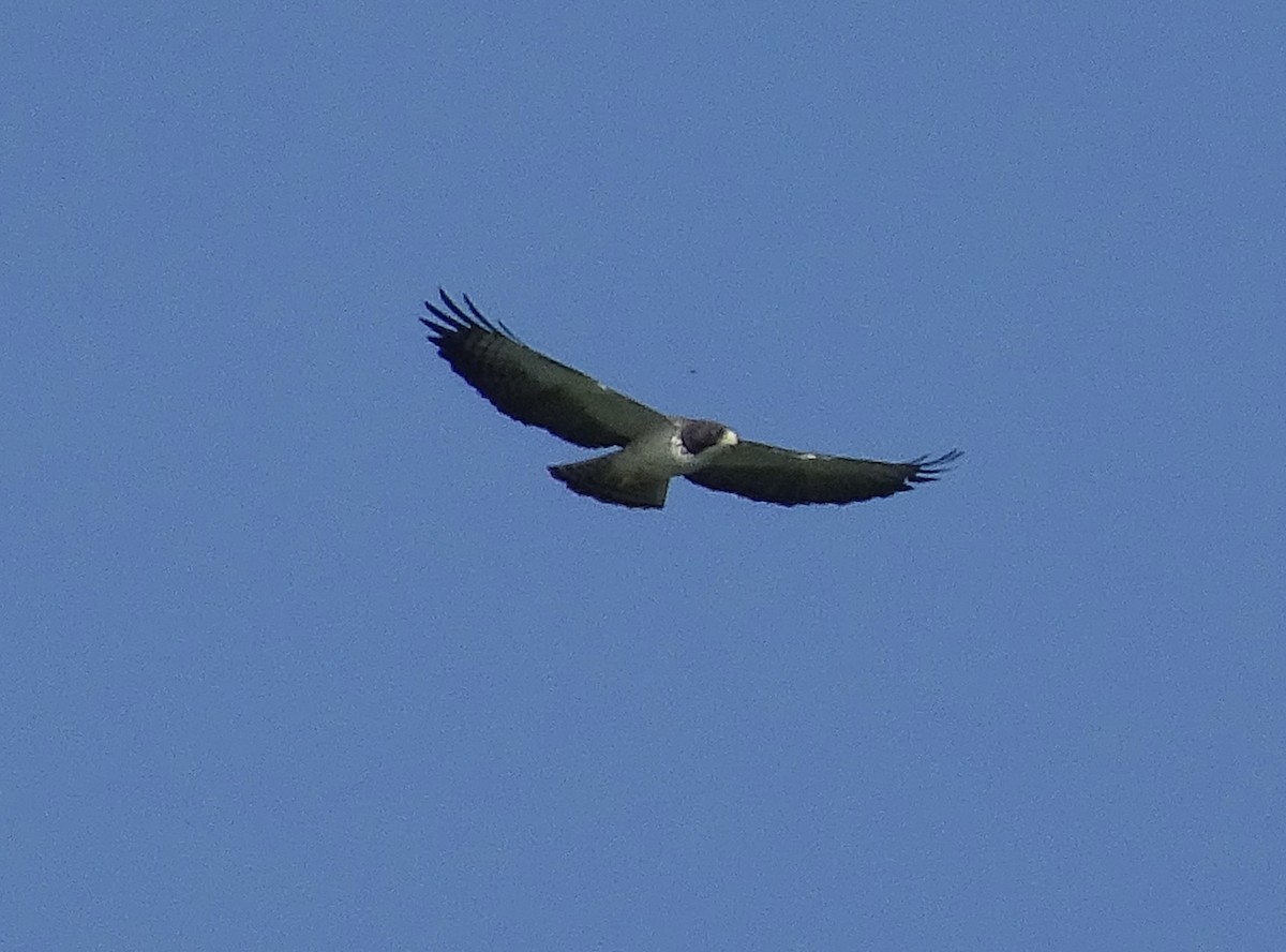 Short-tailed Hawk - Emanuel Serech