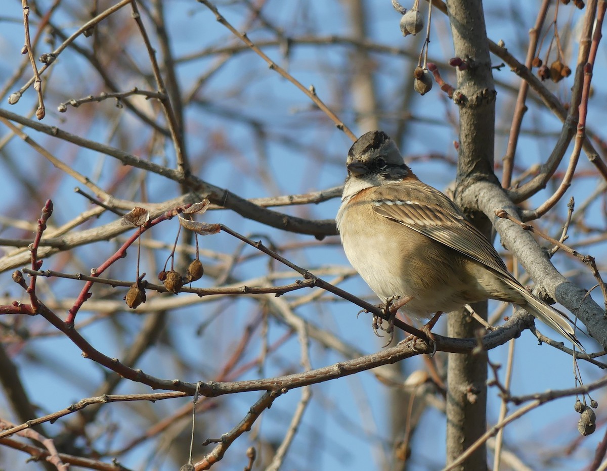 Rufous-collared Sparrow - ML600999081