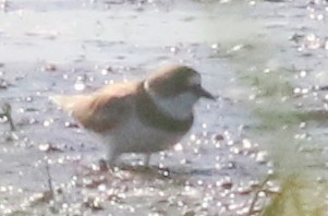 Semipalmated Plover - ML60100001