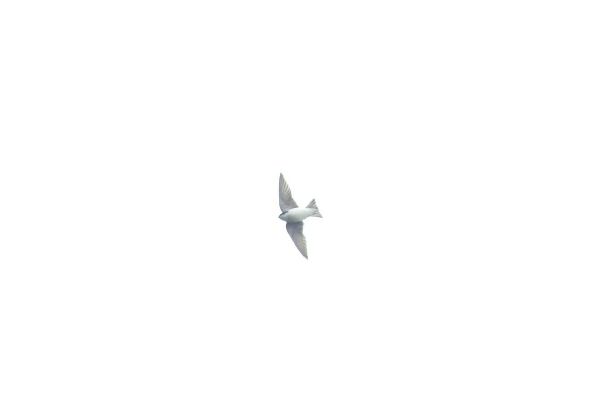 Chilean Swallow - ML601002721