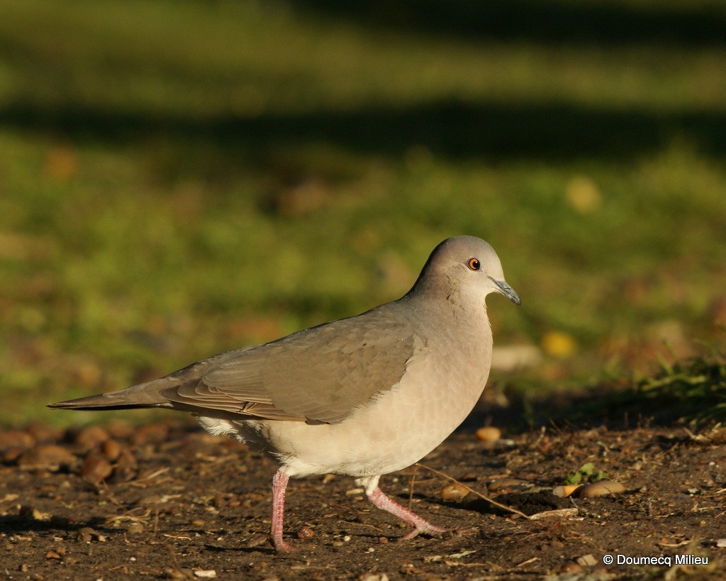 White-tipped Dove - ML60100641