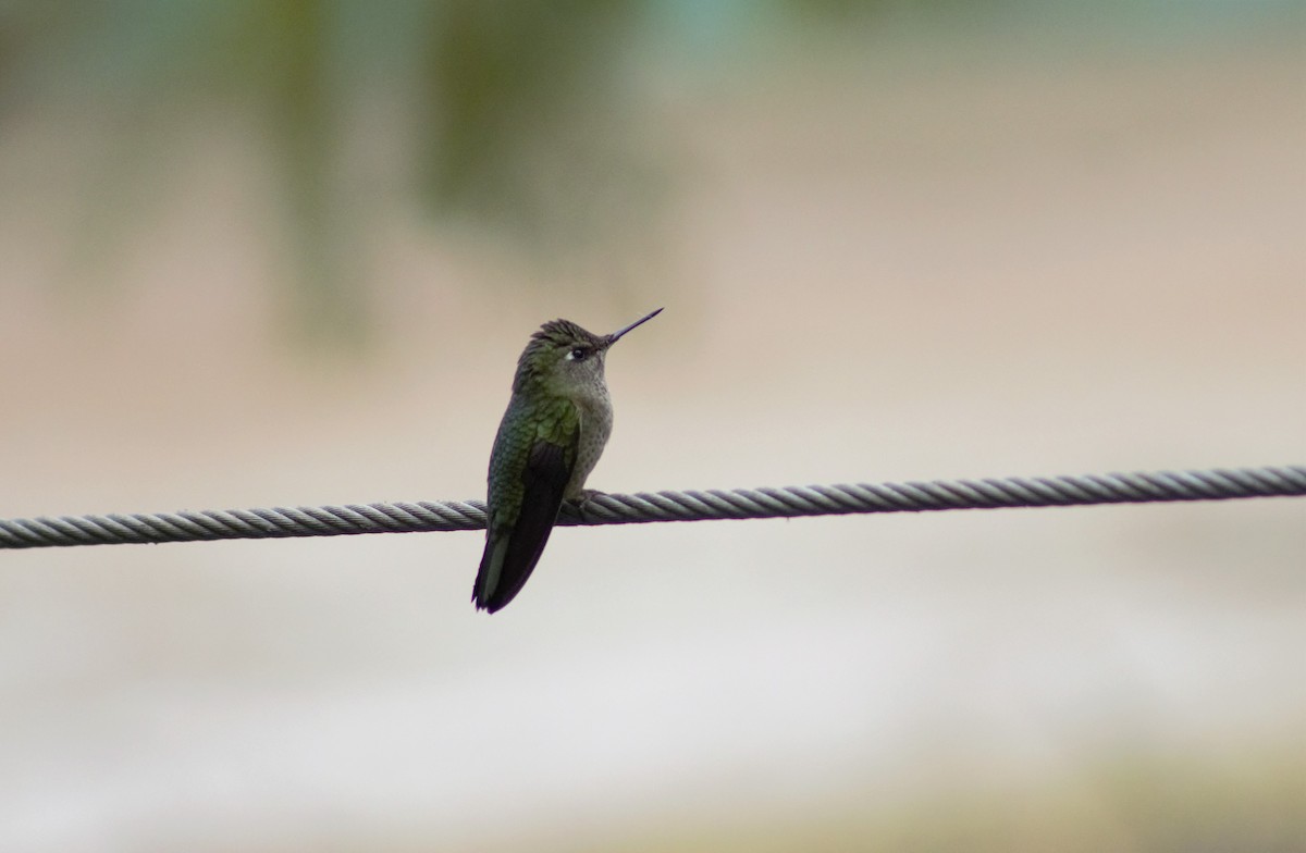 Green-backed Firecrown - ML601007561