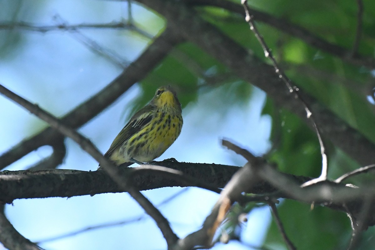 Cape May Warbler - ML601017101