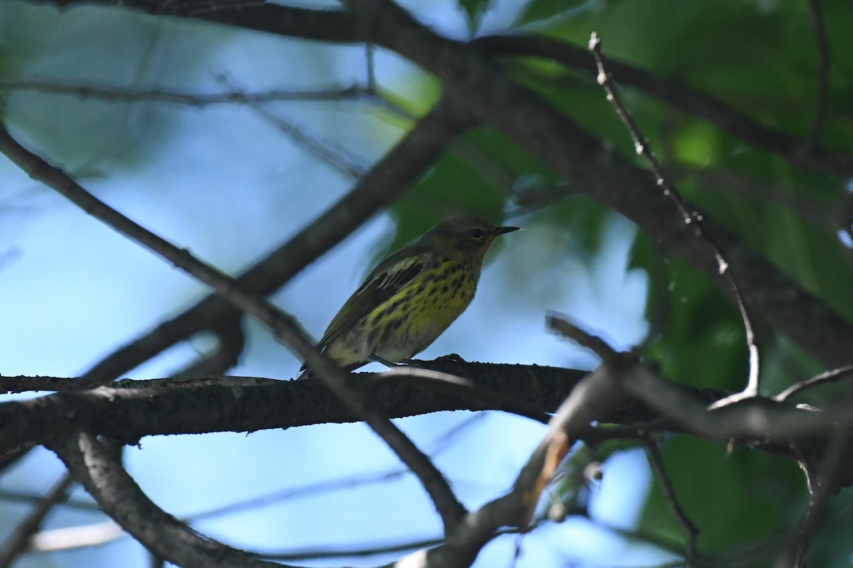Cape May Warbler - ML601017111