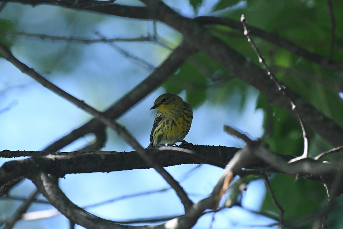 Cape May Warbler - ML601017121