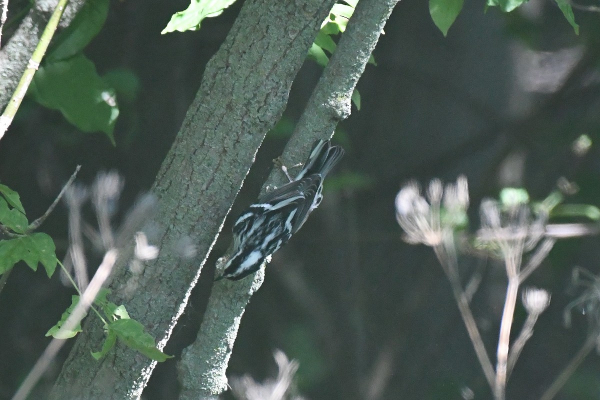 Black-and-white Warbler - ML601017151
