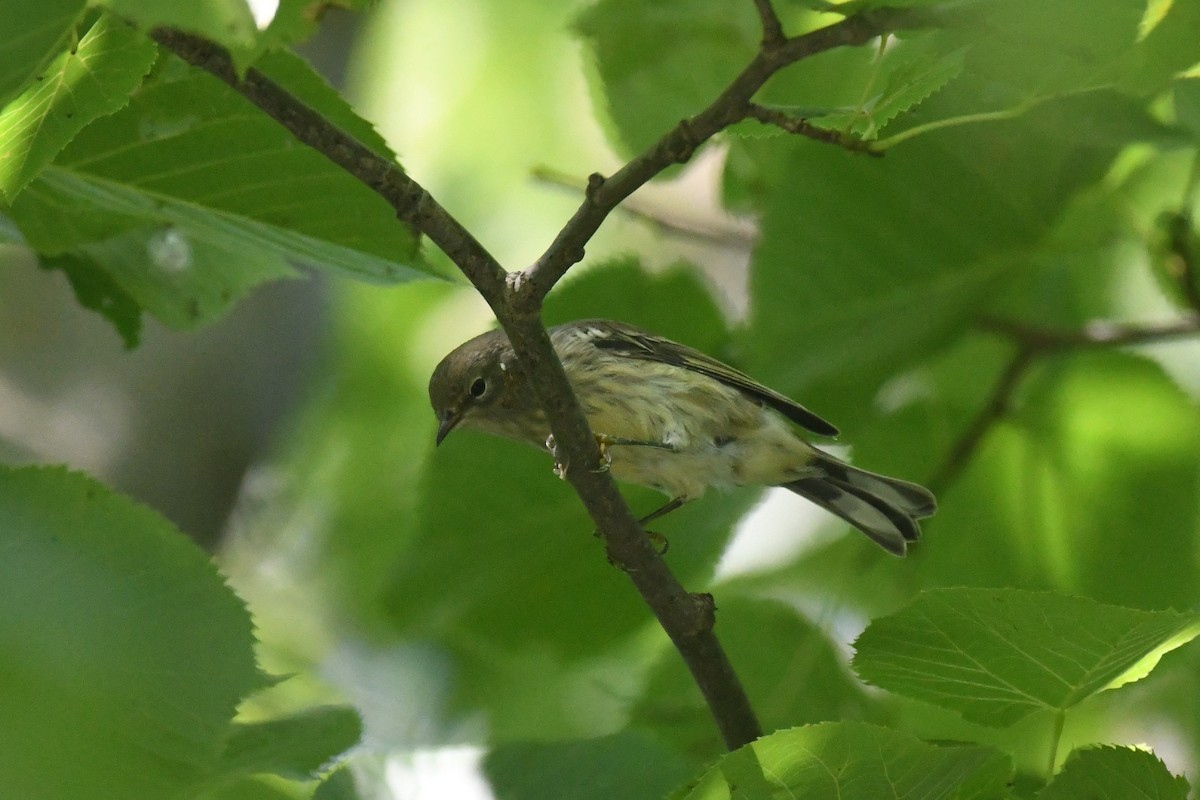 Cape May Warbler - ML601017211