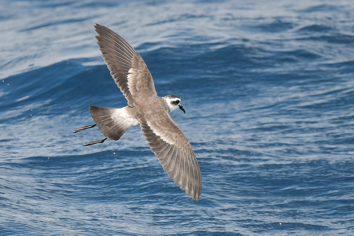 White-faced Storm-Petrel - ML601017961