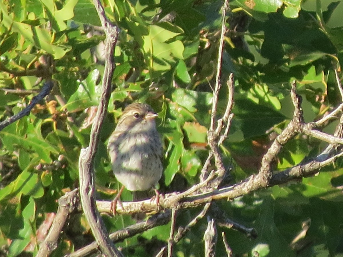 Chipping Sparrow - ML601018361