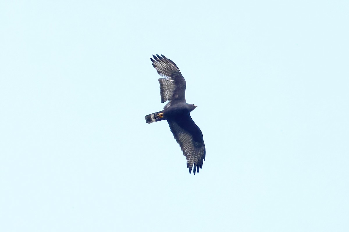 Zone-tailed Hawk - ML601019211