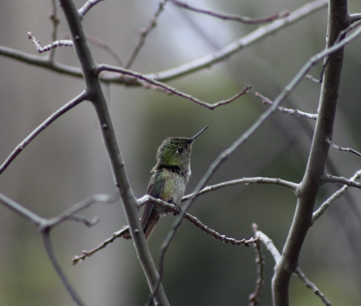 Green-backed Firecrown - ML601021311