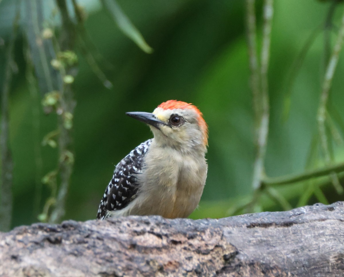 Red-crowned Woodpecker - ML601022541