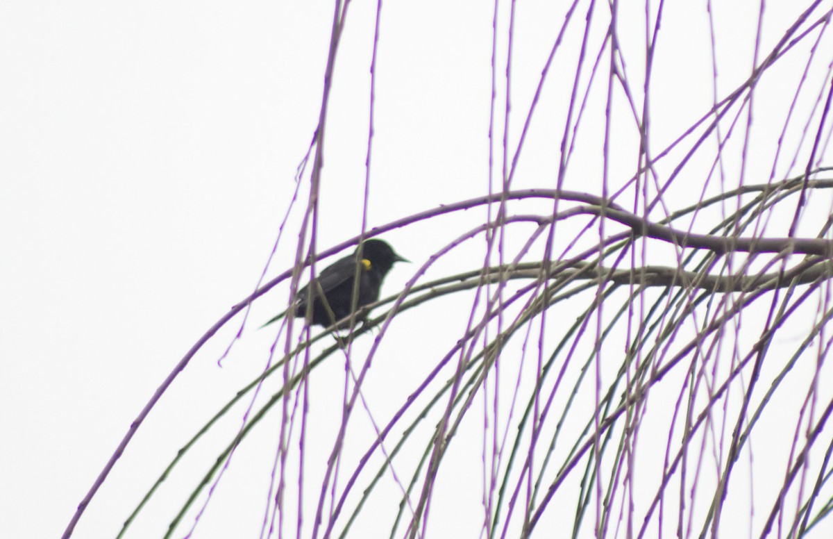 Yellow-winged Blackbird - ML601024411