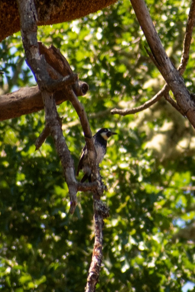 Acorn Woodpecker - ML601024931