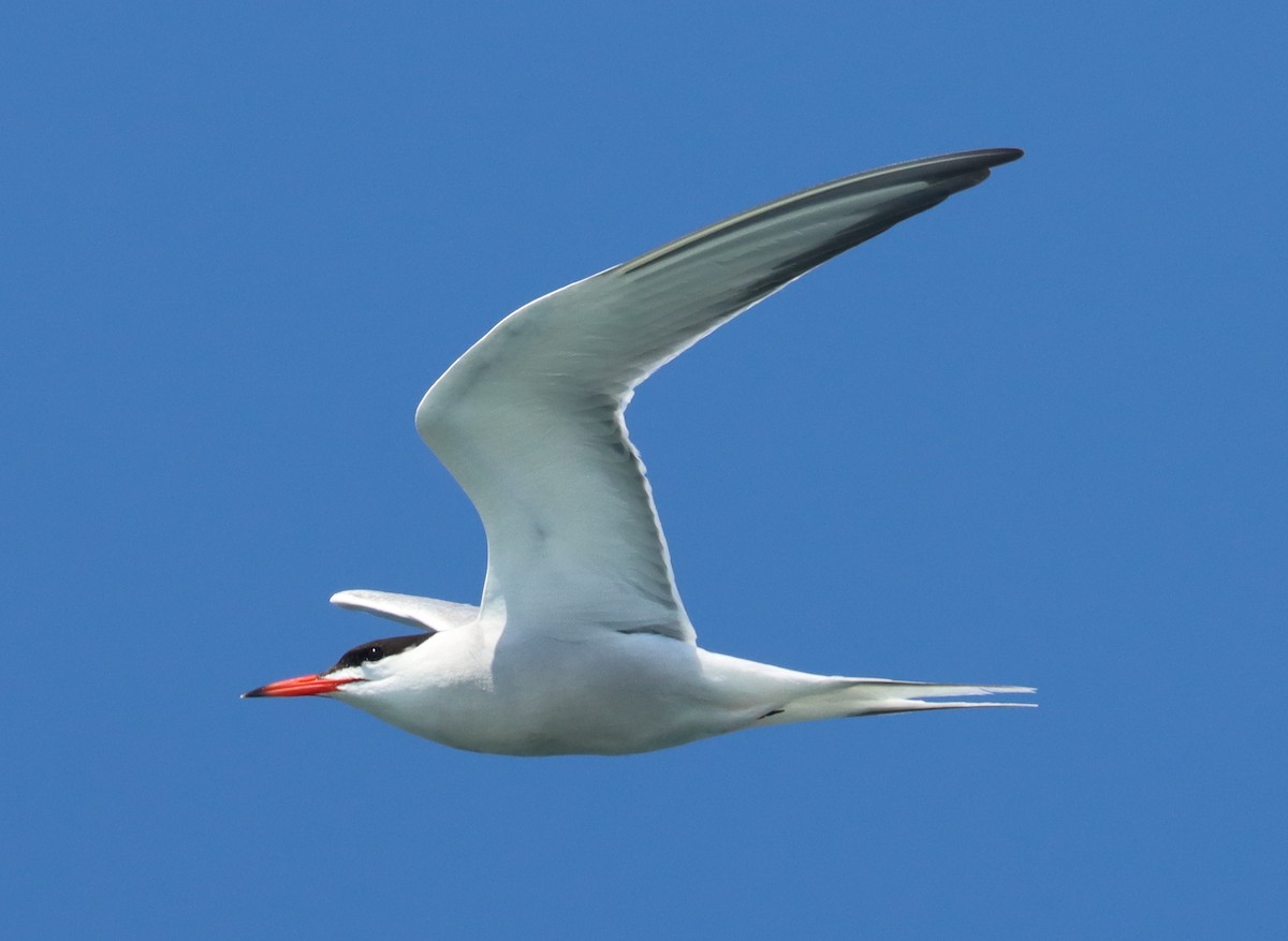 Common Tern - ML601025031