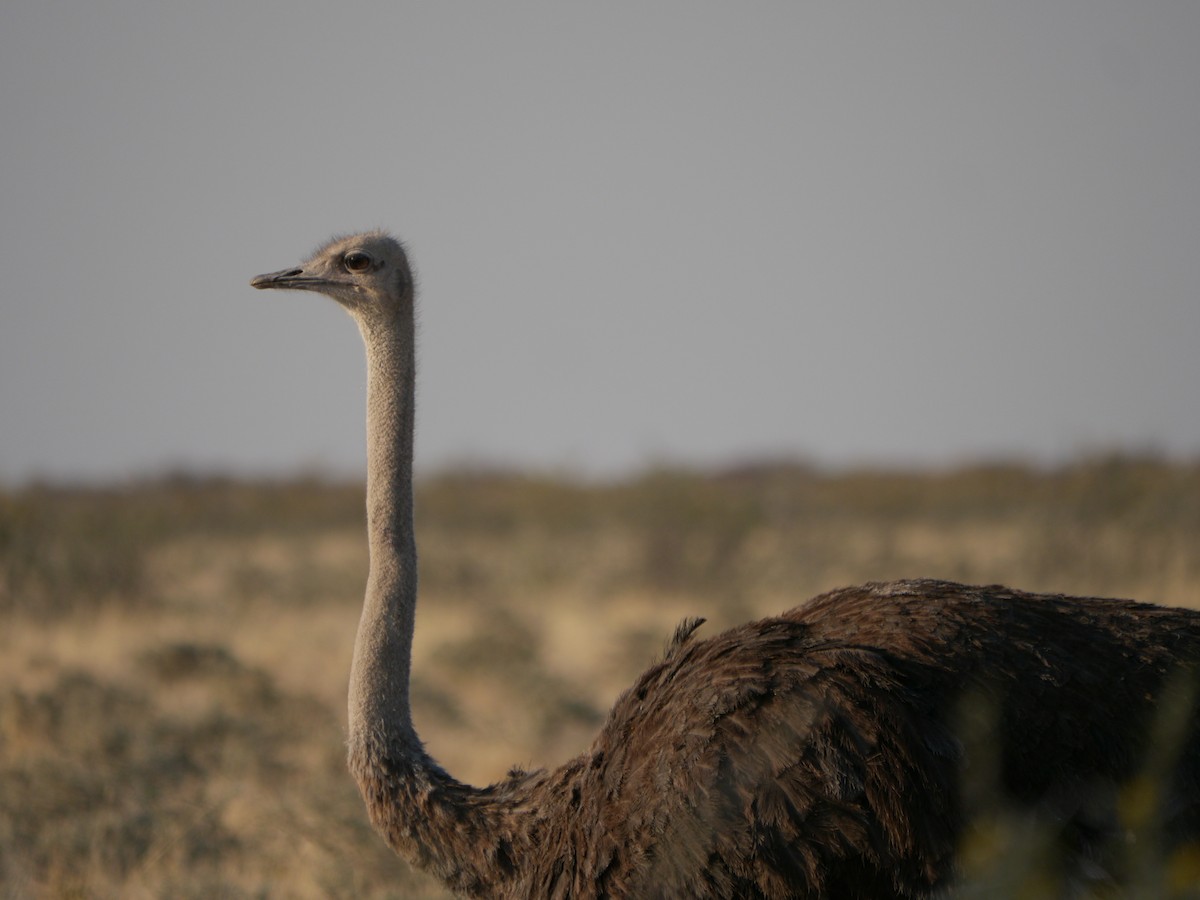 Common Ostrich - Mike Grant
