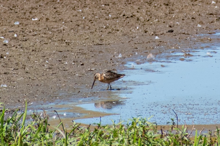 Long-billed Dowitcher - ML601025581