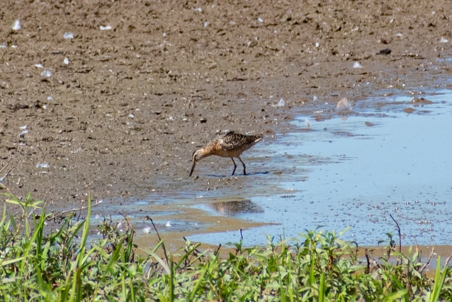 Long-billed Dowitcher - ML601025591