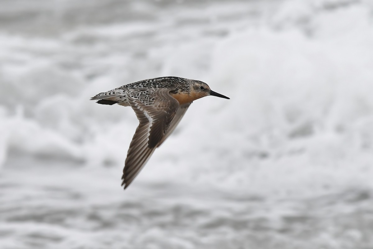 Red Knot - ML601026881