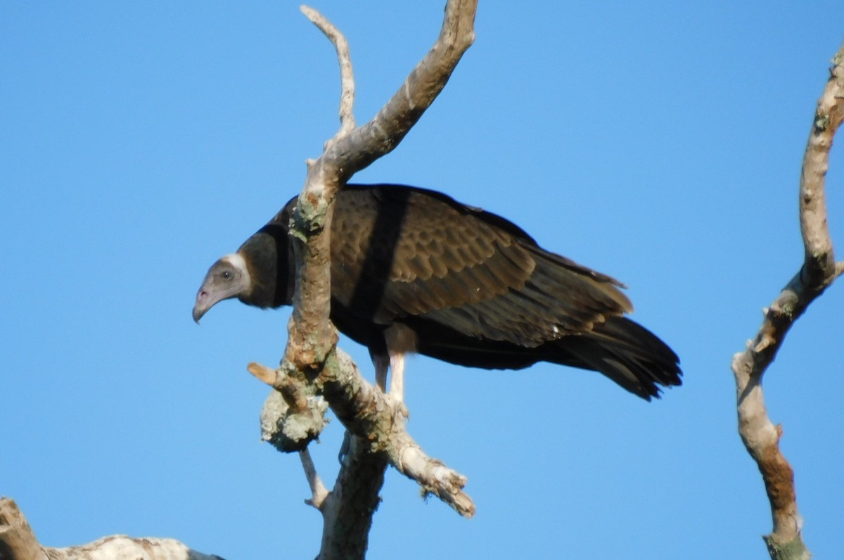 Black Vulture - ML601028041