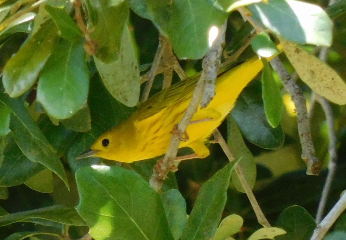 Yellow Warbler - ML601029101