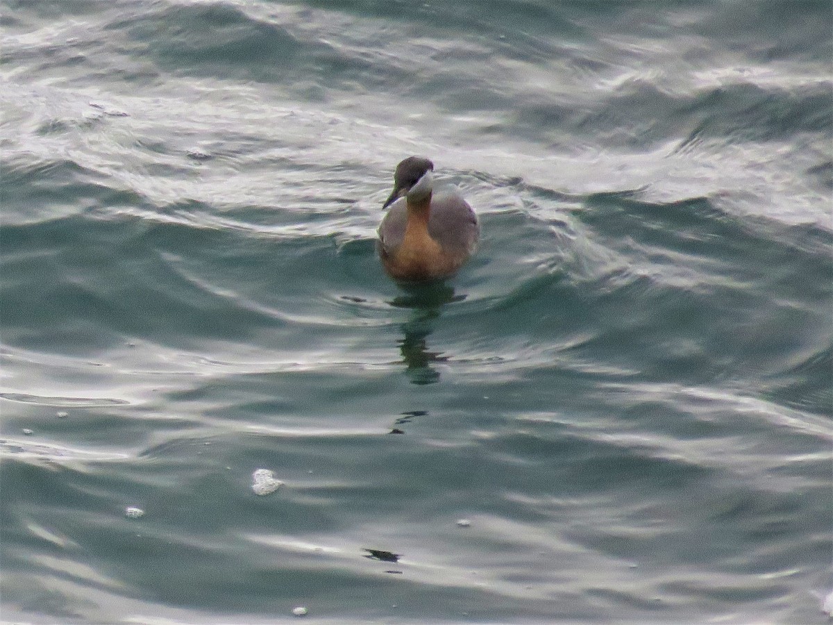 Red-necked Grebe - ML601029821
