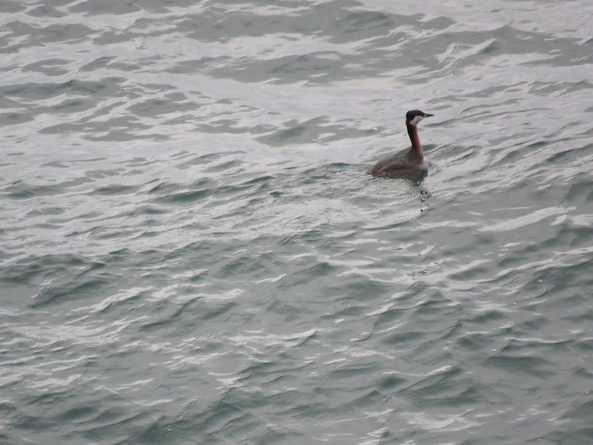 Red-necked Grebe - ML601029861