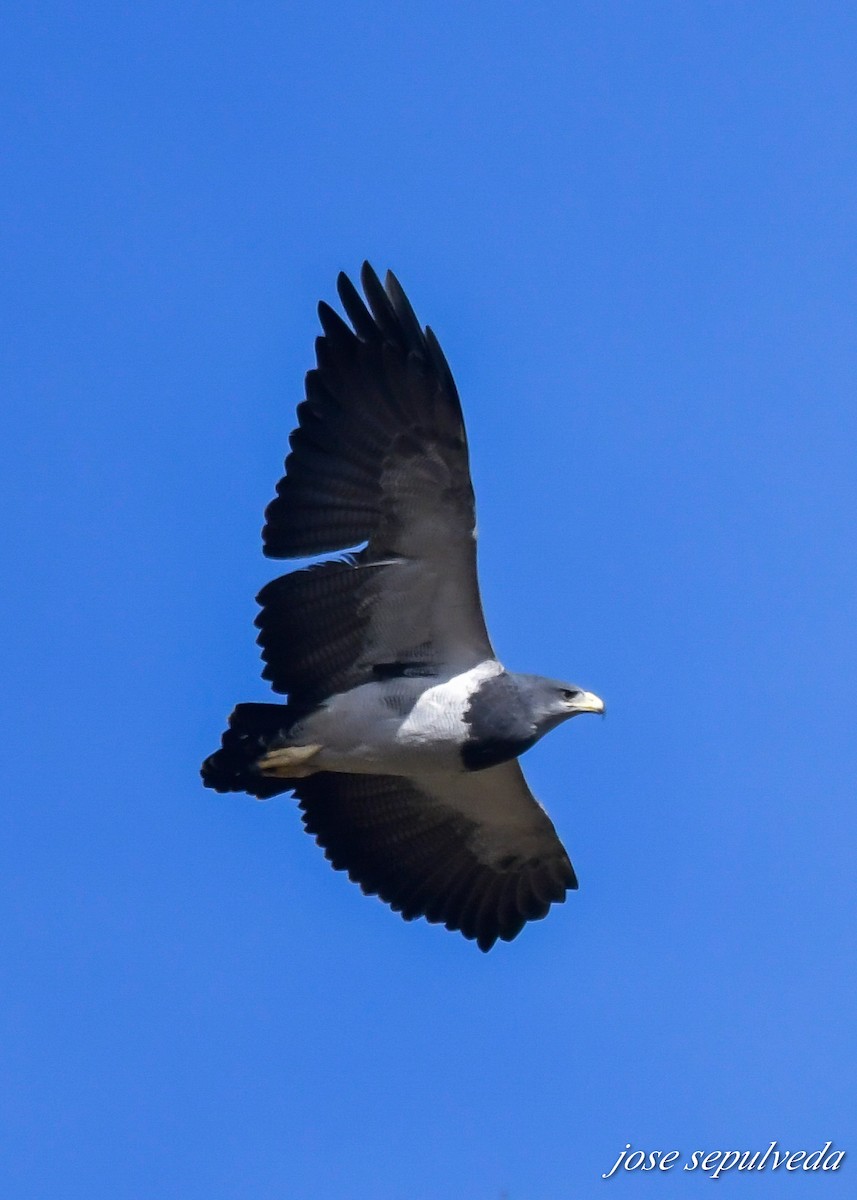 Black-chested Buzzard-Eagle - José Sepúlveda