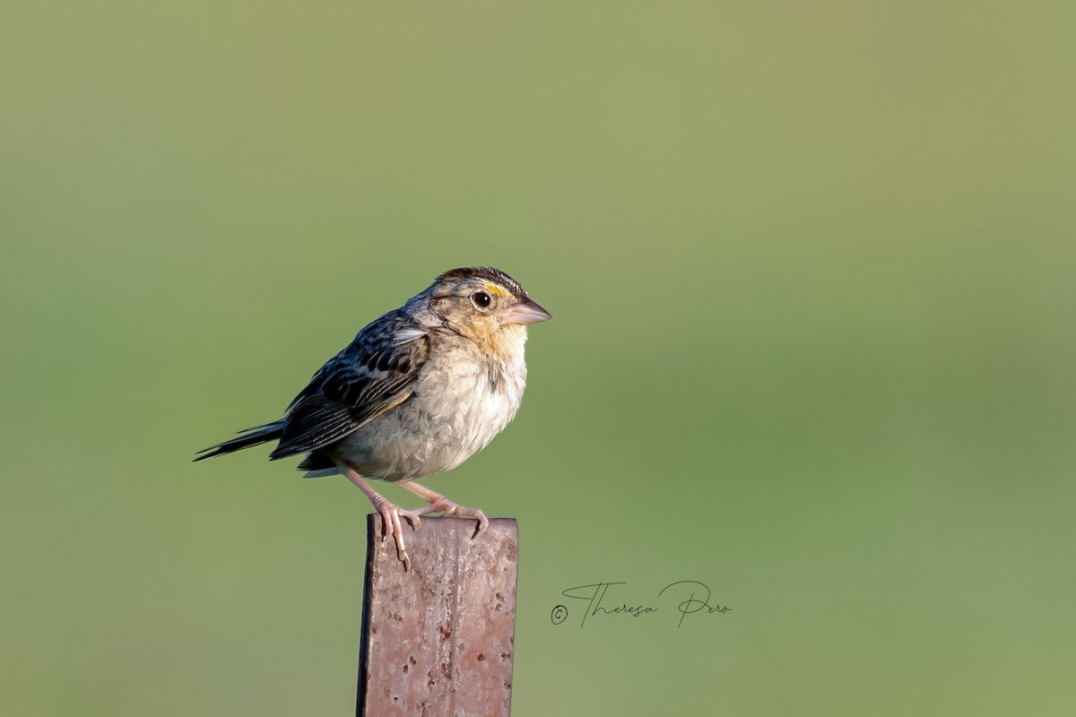 Grasshopper Sparrow - ML601042541