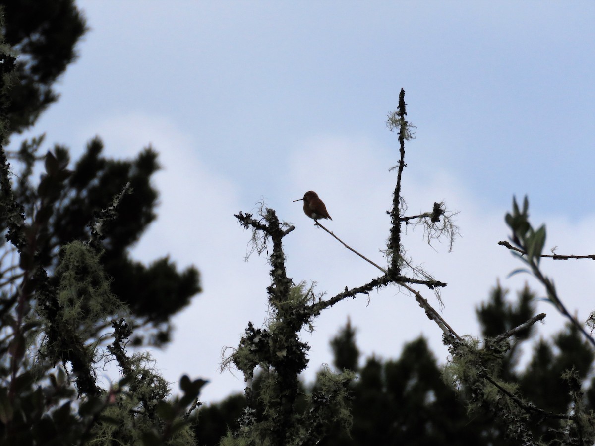 Rufous Hummingbird - ML601048571